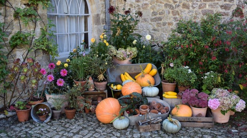 Pumpkin display in courtyard, Ightham Mote, Kent
